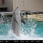 The Dolphin