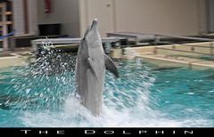 The Dolphin