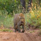 The Dominant Male Leopard