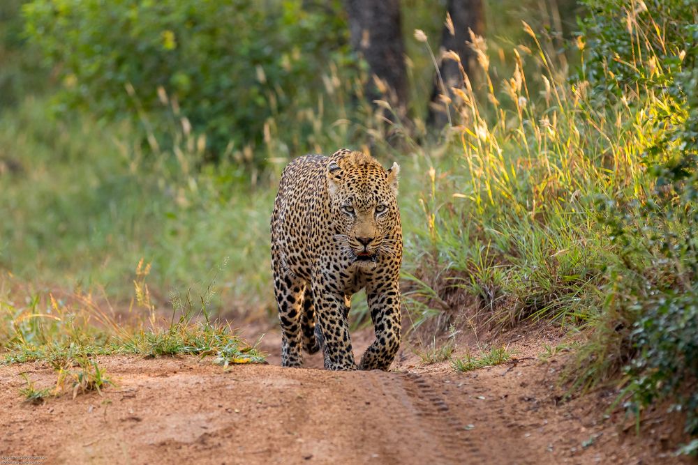 The Dominant Male Leopard