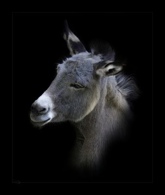 The donkey
