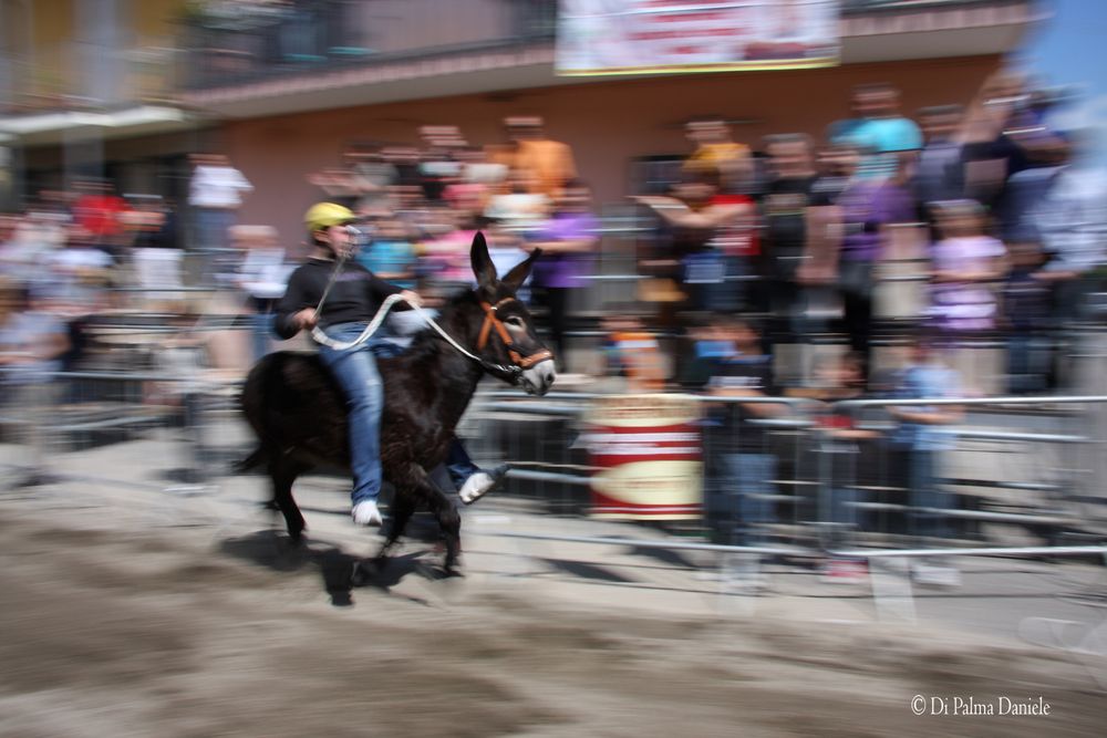 The donkey panning