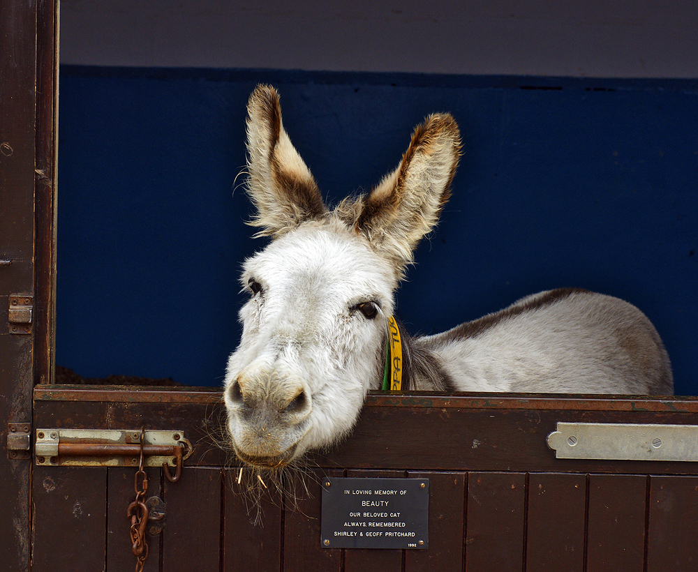 The Donkey Sanctuary