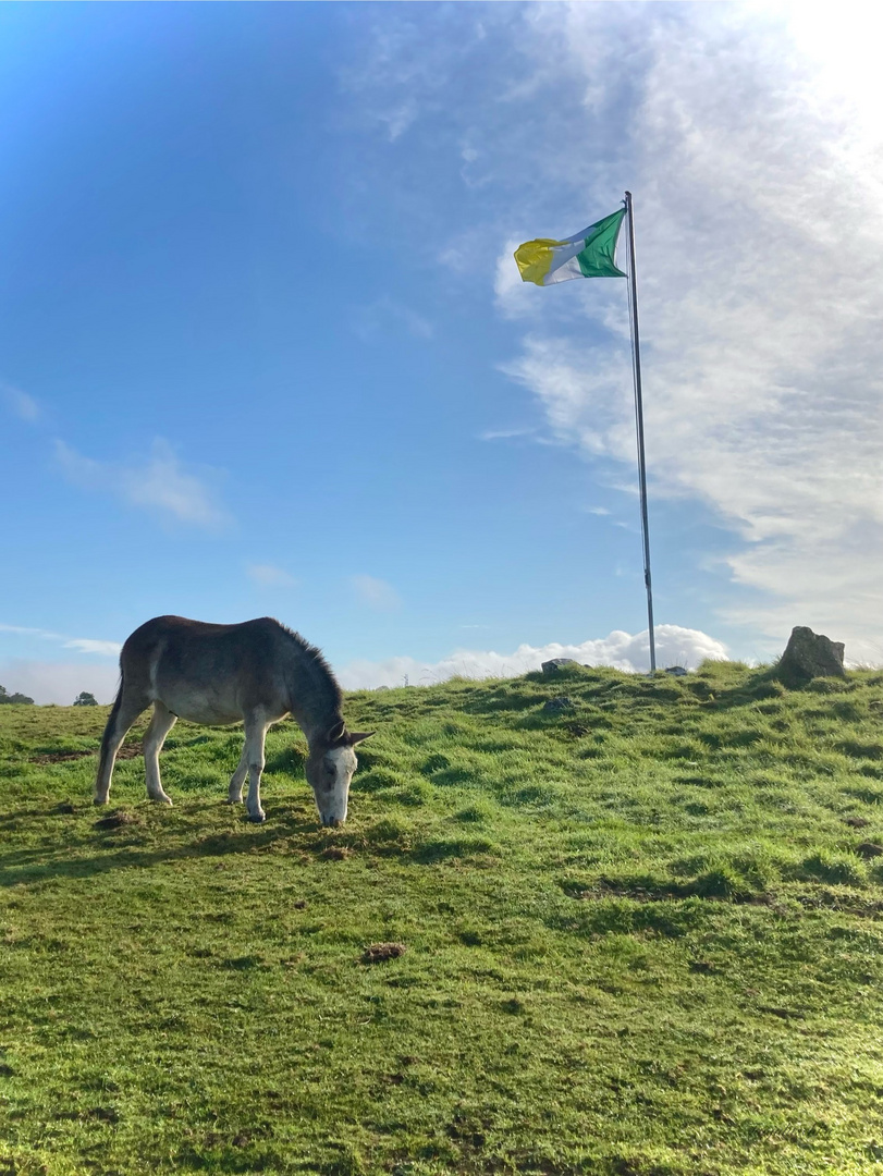 The Donkey Sanctuary, Cork, Ireland