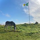 The Donkey Sanctuary, Cork, Ireland