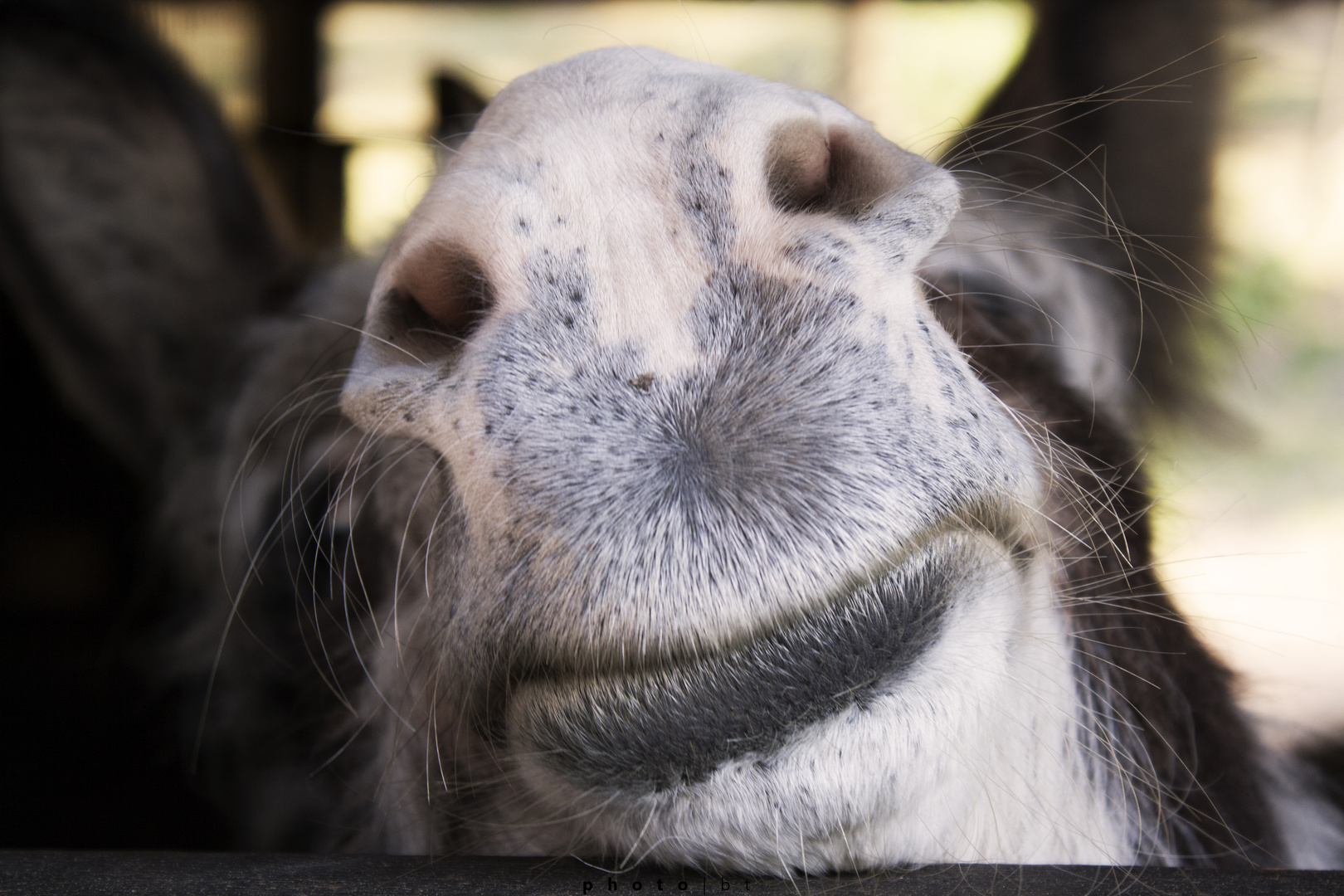 the donkey smile