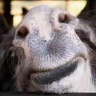 the donkey smile