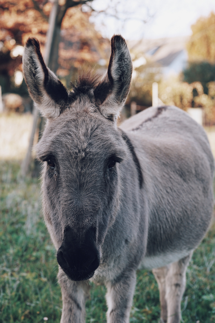 The Donkey_My Favorite Animal