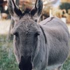 The Donkey_My Favorite Animal