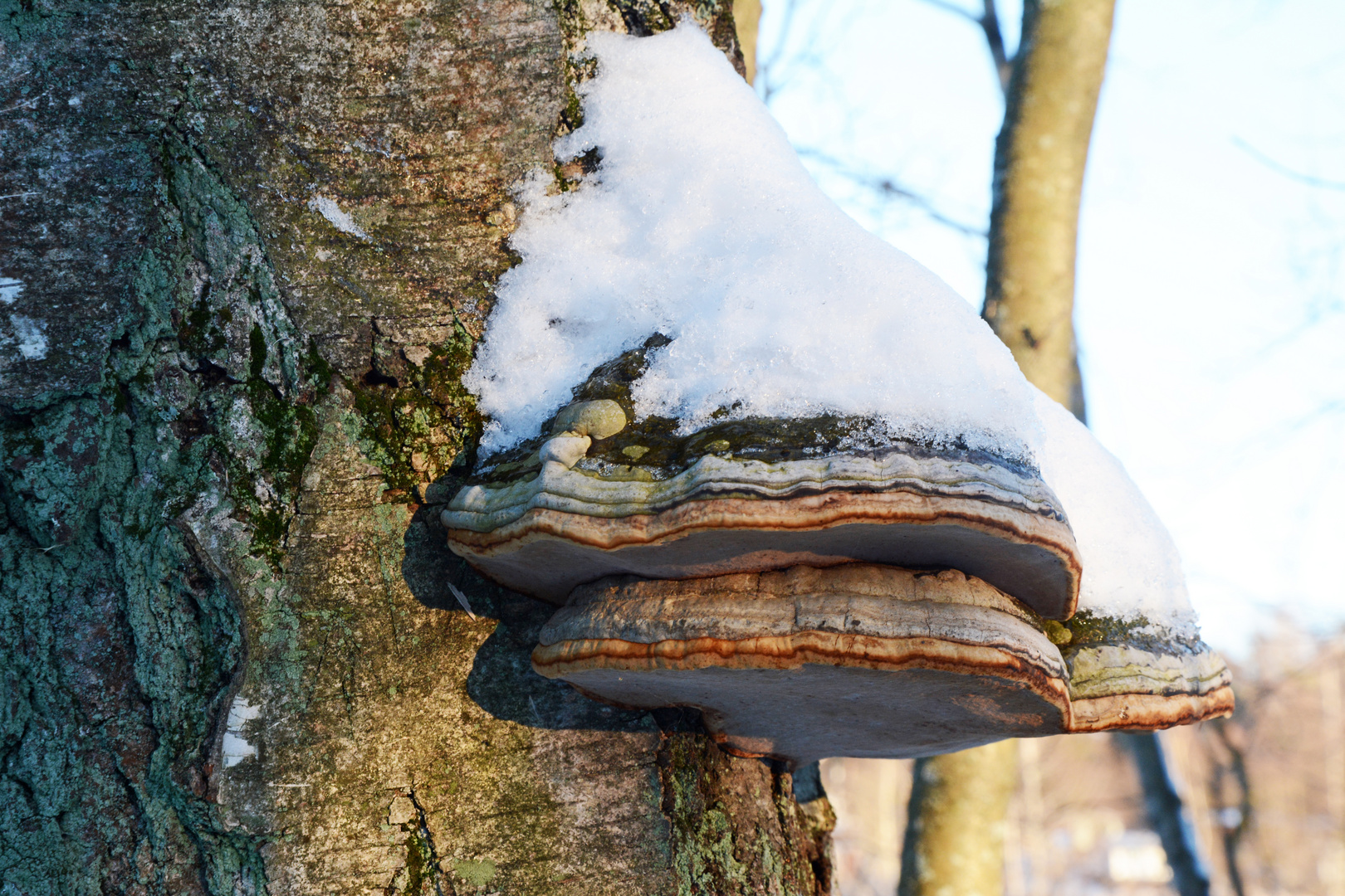 The double fungus growth under snow