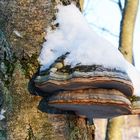 The double fungus growth under snow