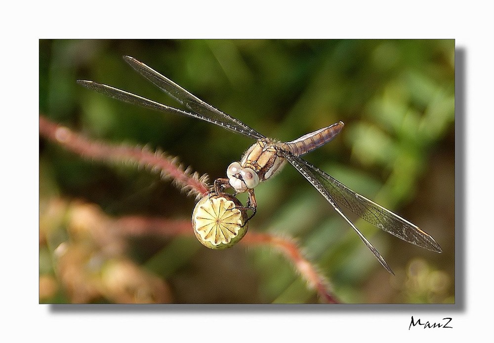 ... The dragon fly...