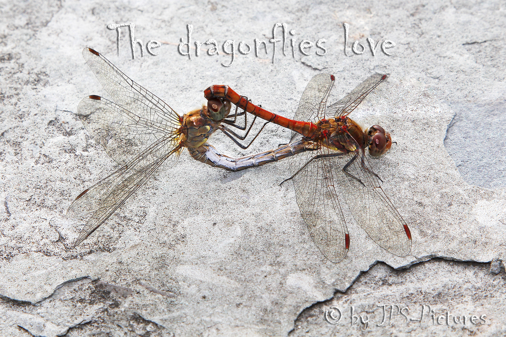 The dragonflies love