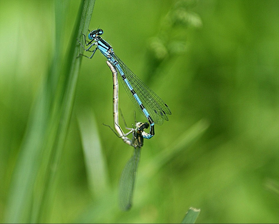 The dragonfly