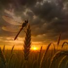 The dragonfly