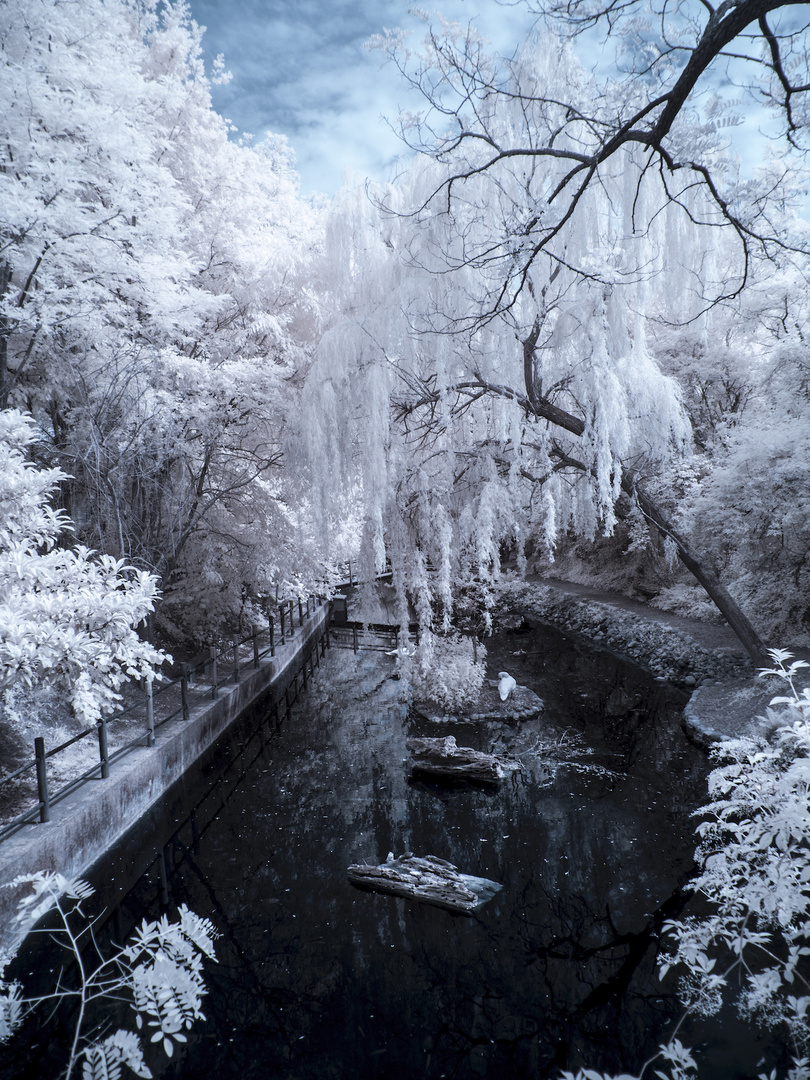 The Dreamy Pond (lo stagno dei sogni)