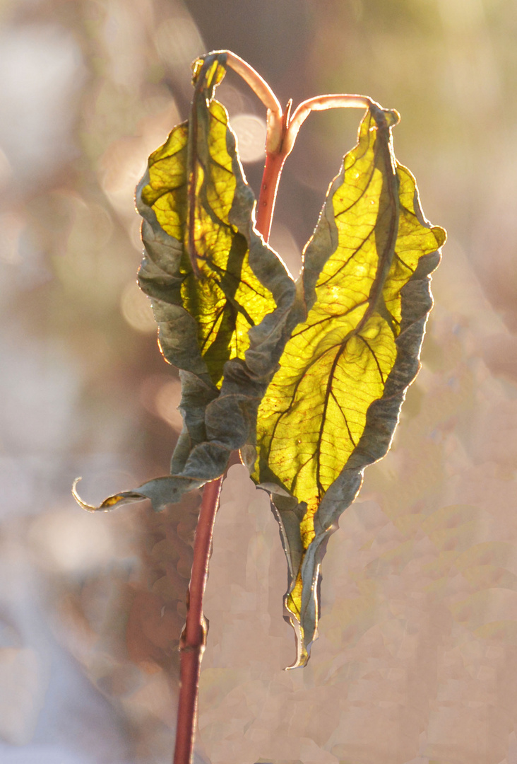 The dried leaves against the light 