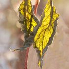 The dried leaves against the light 