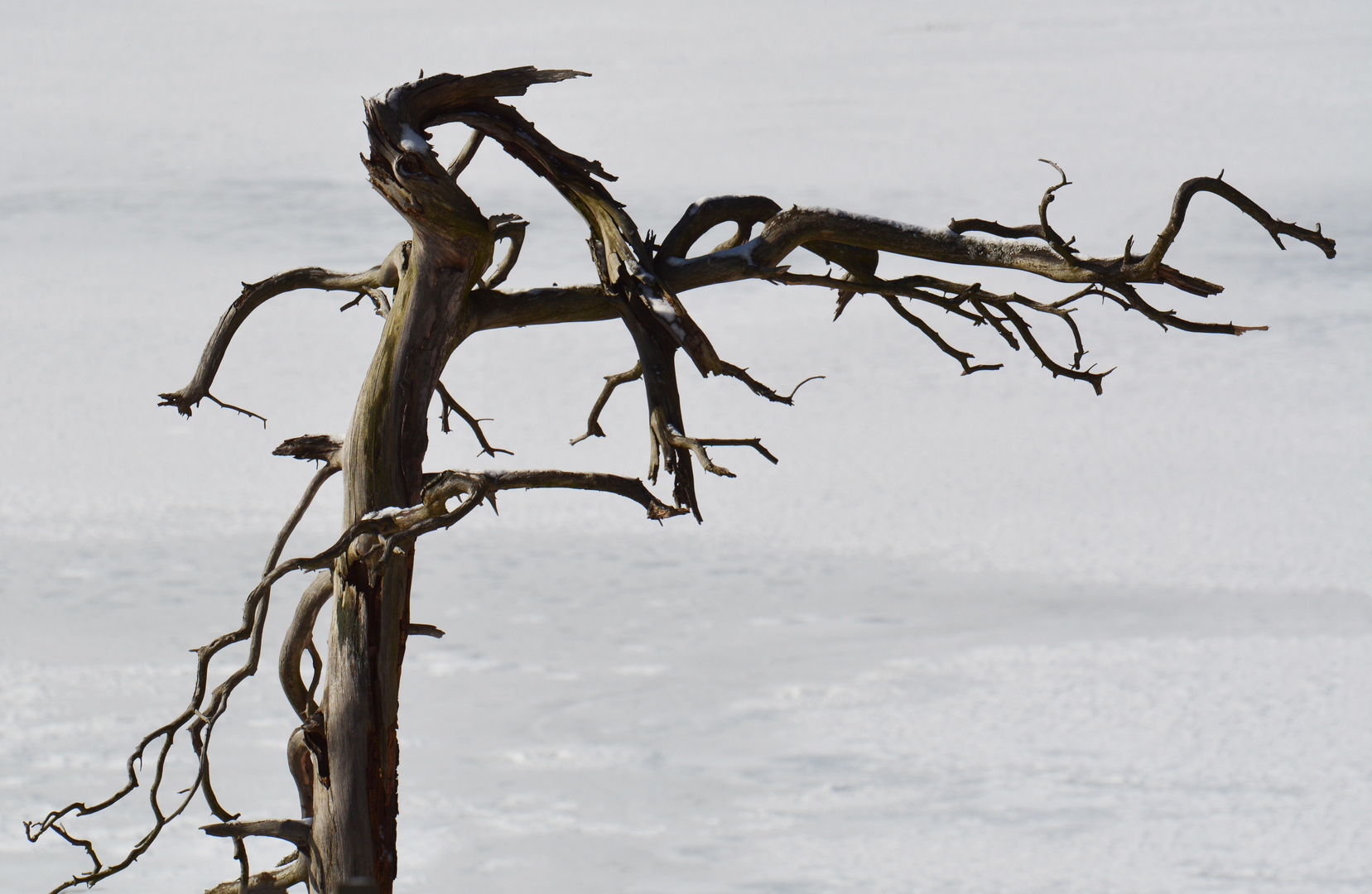 The dried tree