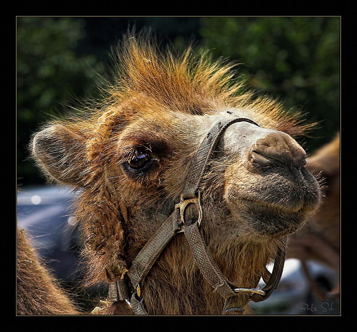 The dromedary