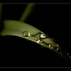 The Drops