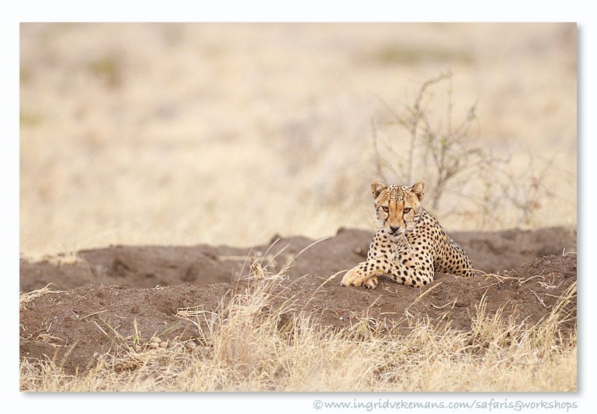 The Dry Dry Grass Of Home