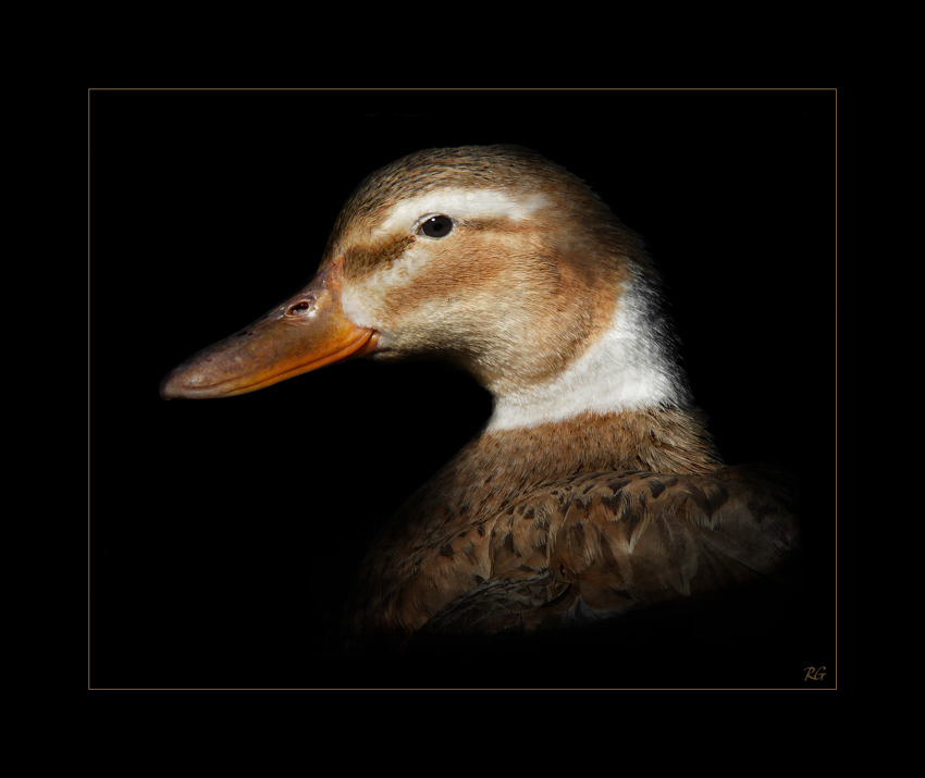 The Duck