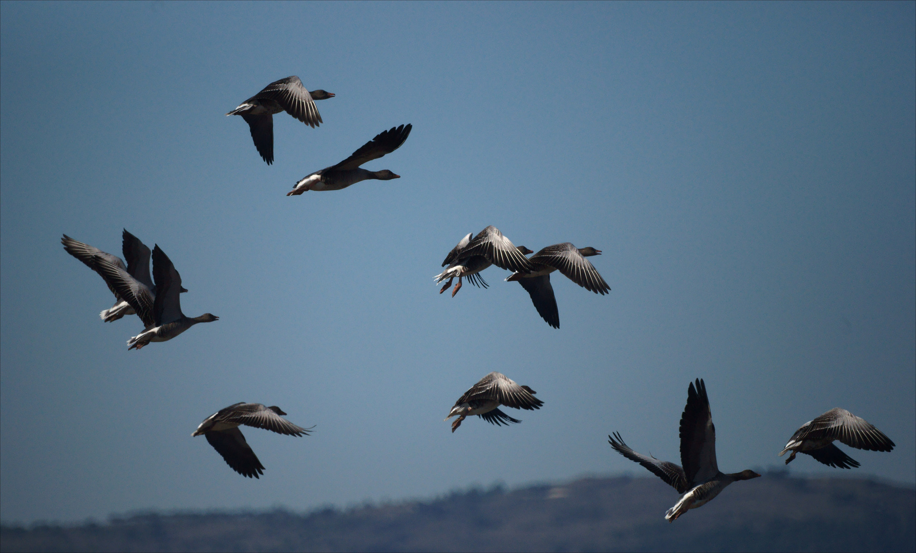 the duck flight