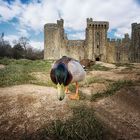 The Duck of Bodiam Castle