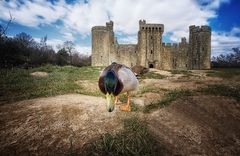 The Duck of Bodiam Castle