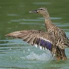 The duck photo was taken in Herzelia near Tel Aviv