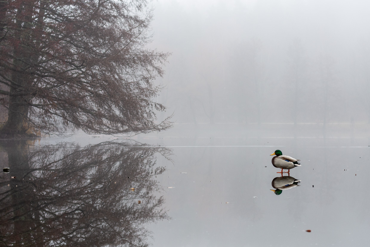 The duck skates