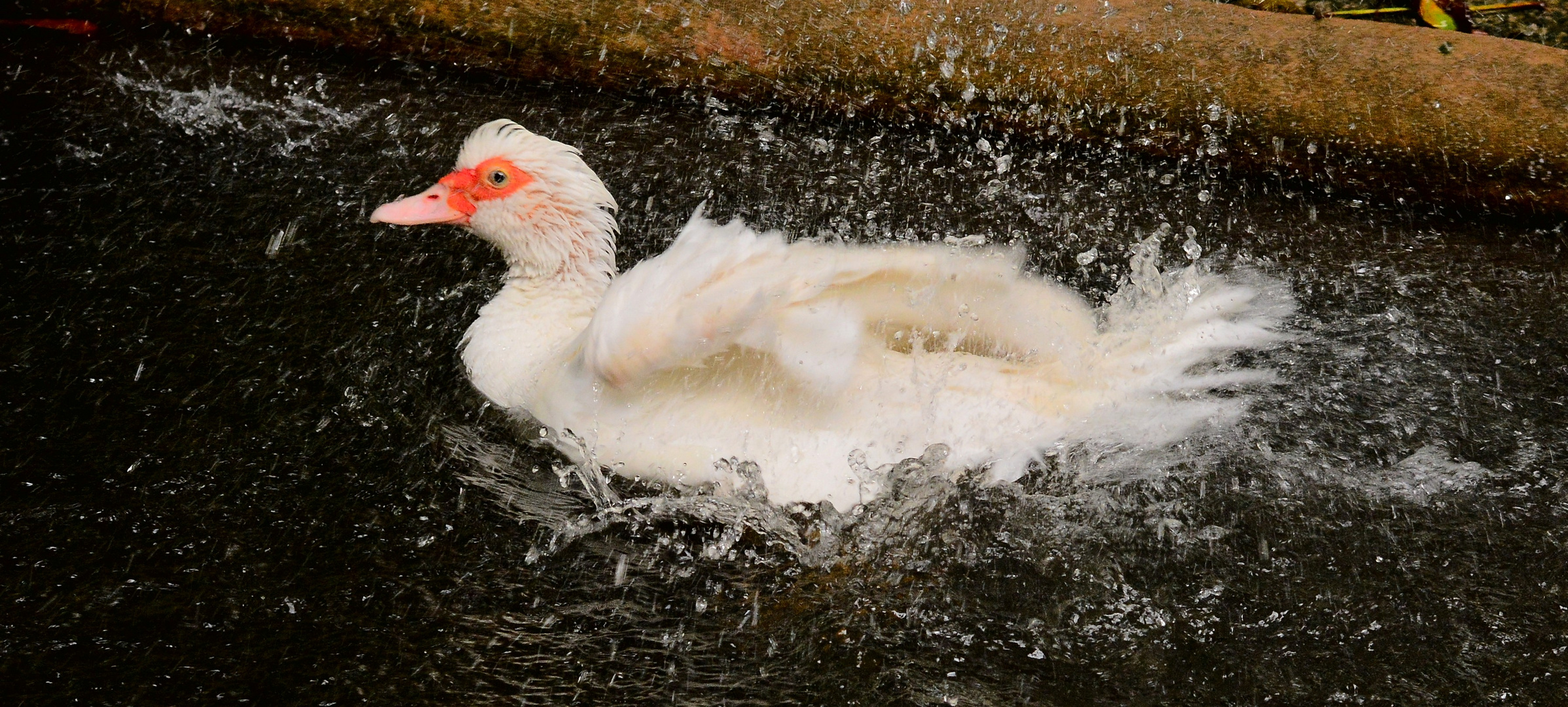 The duck that rocked the pond