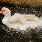 The duck that rocked the pond