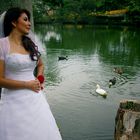 The ducks and the bride