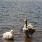 The Ducks at Tejocotal Mexico !