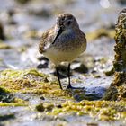 The Dunlin