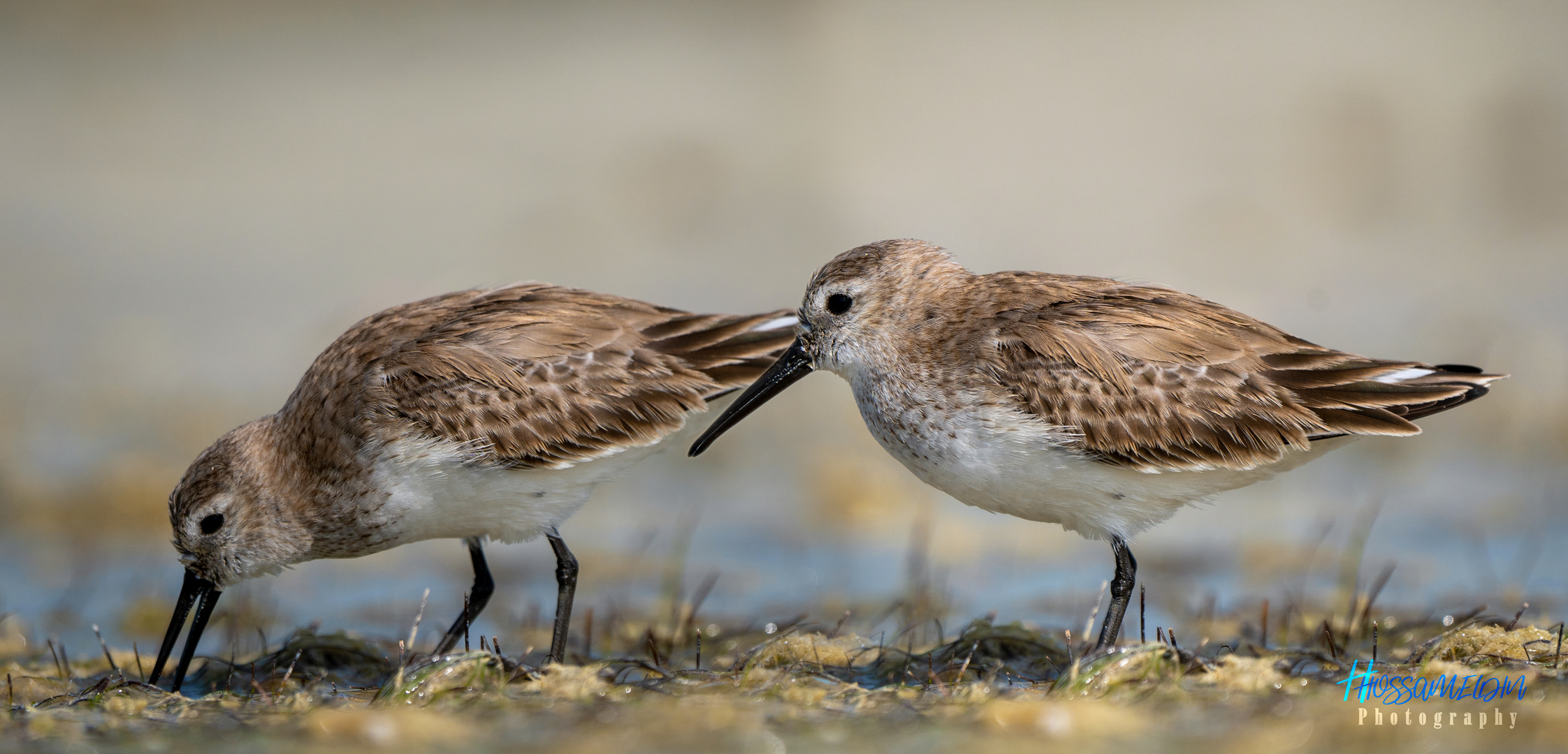 The Dunlins 