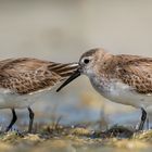 The Dunlins 