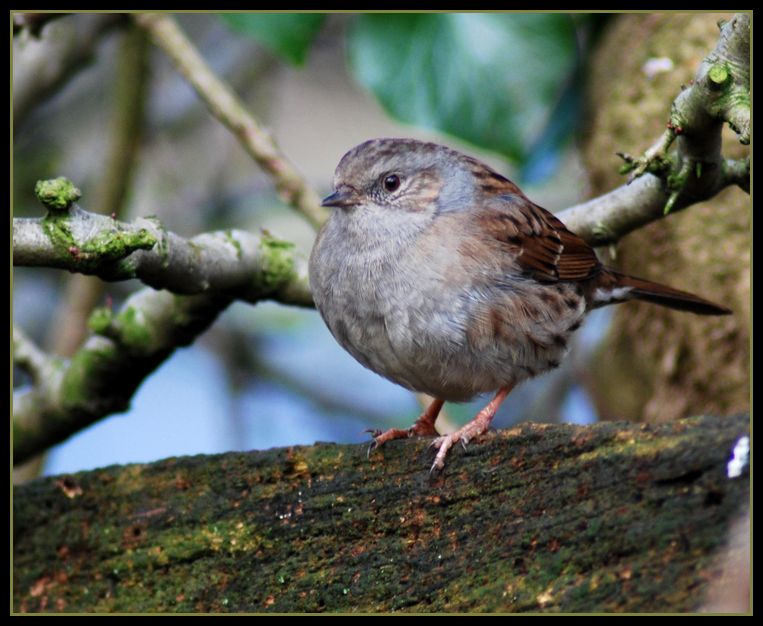 The Dunnock