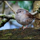 The Dunnock