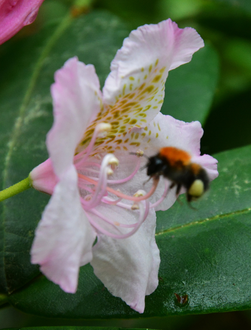 The duster on flower