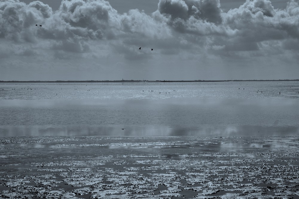 the Dutch Wadden shallows II