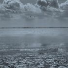 the Dutch Wadden shallows II