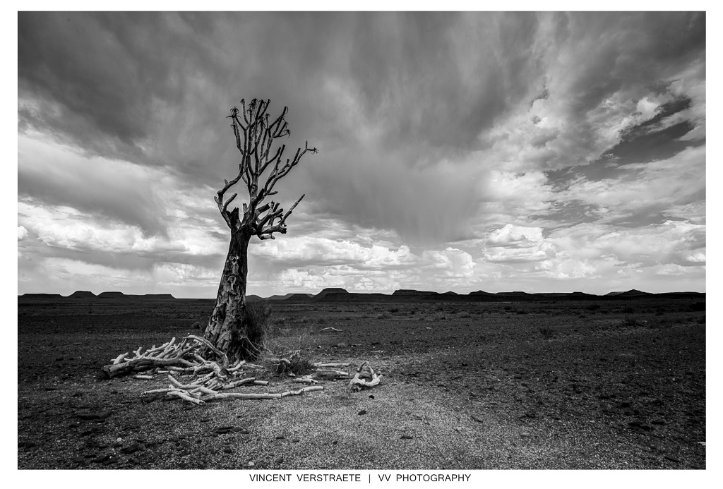 The dying tree