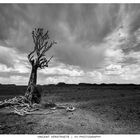 The dying tree