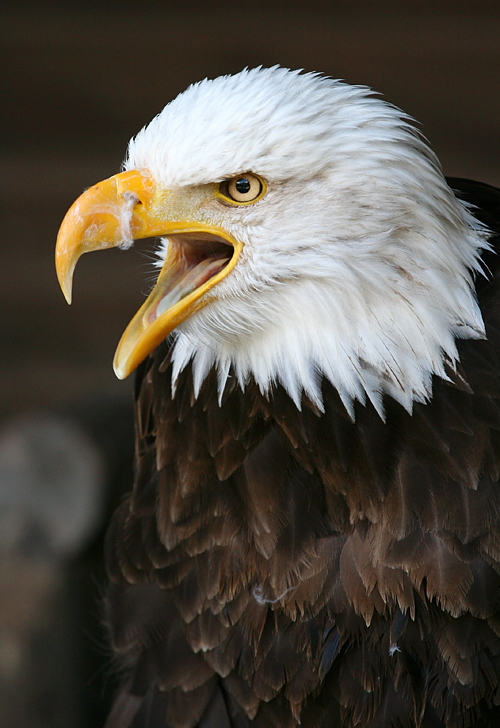 The Eagle