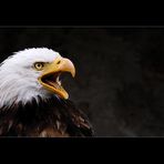 the eagle