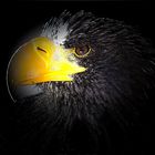 The Eagle