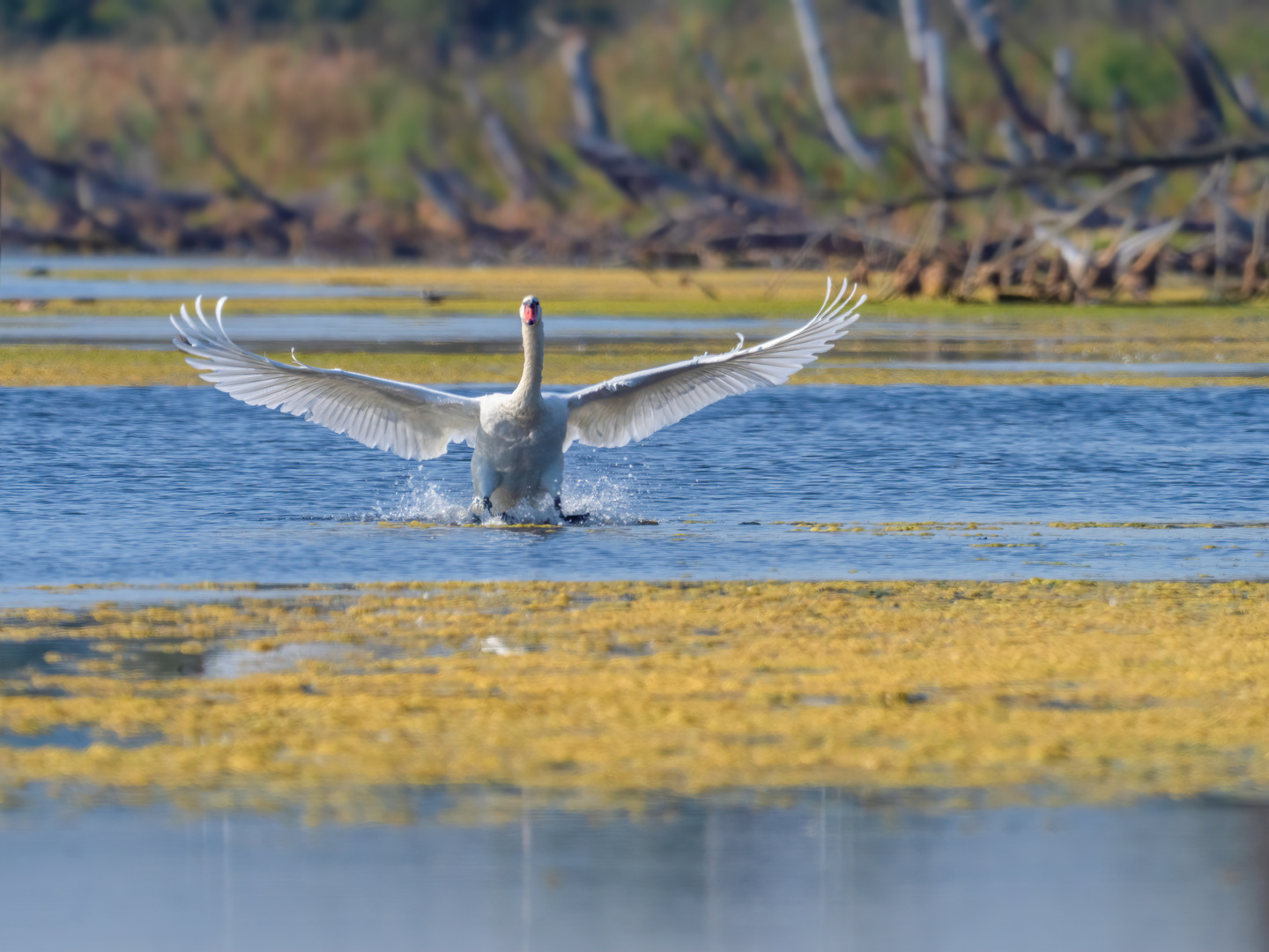 The eagle - äh the swan has landed.